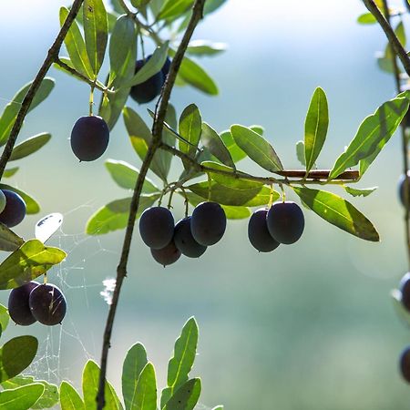 Azienda Agricola Moschioni Cividale del Friuli Exteriér fotografie