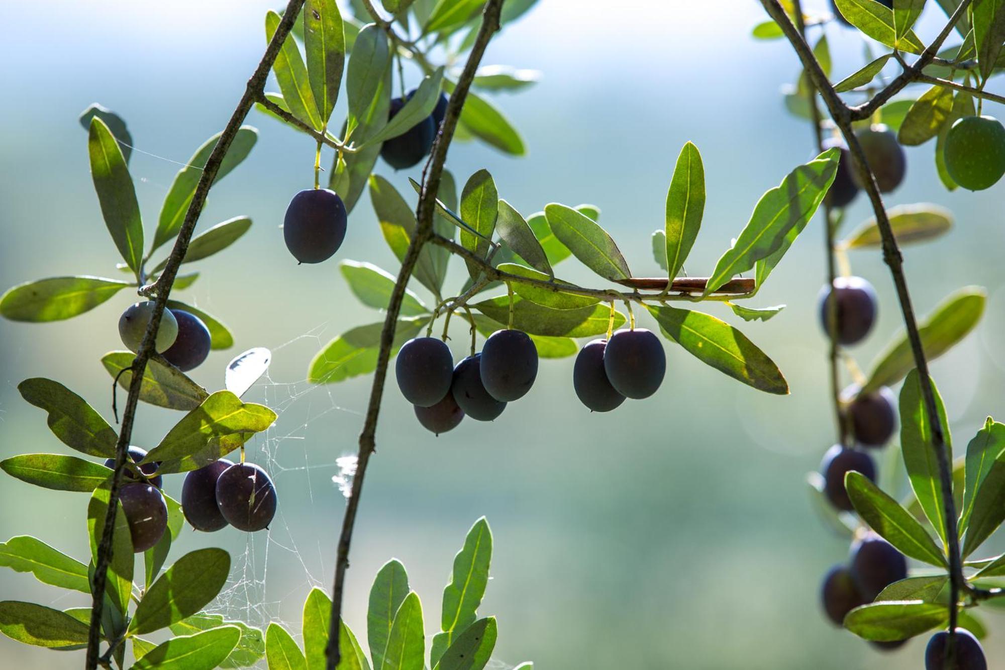 Azienda Agricola Moschioni Cividale del Friuli Exteriér fotografie