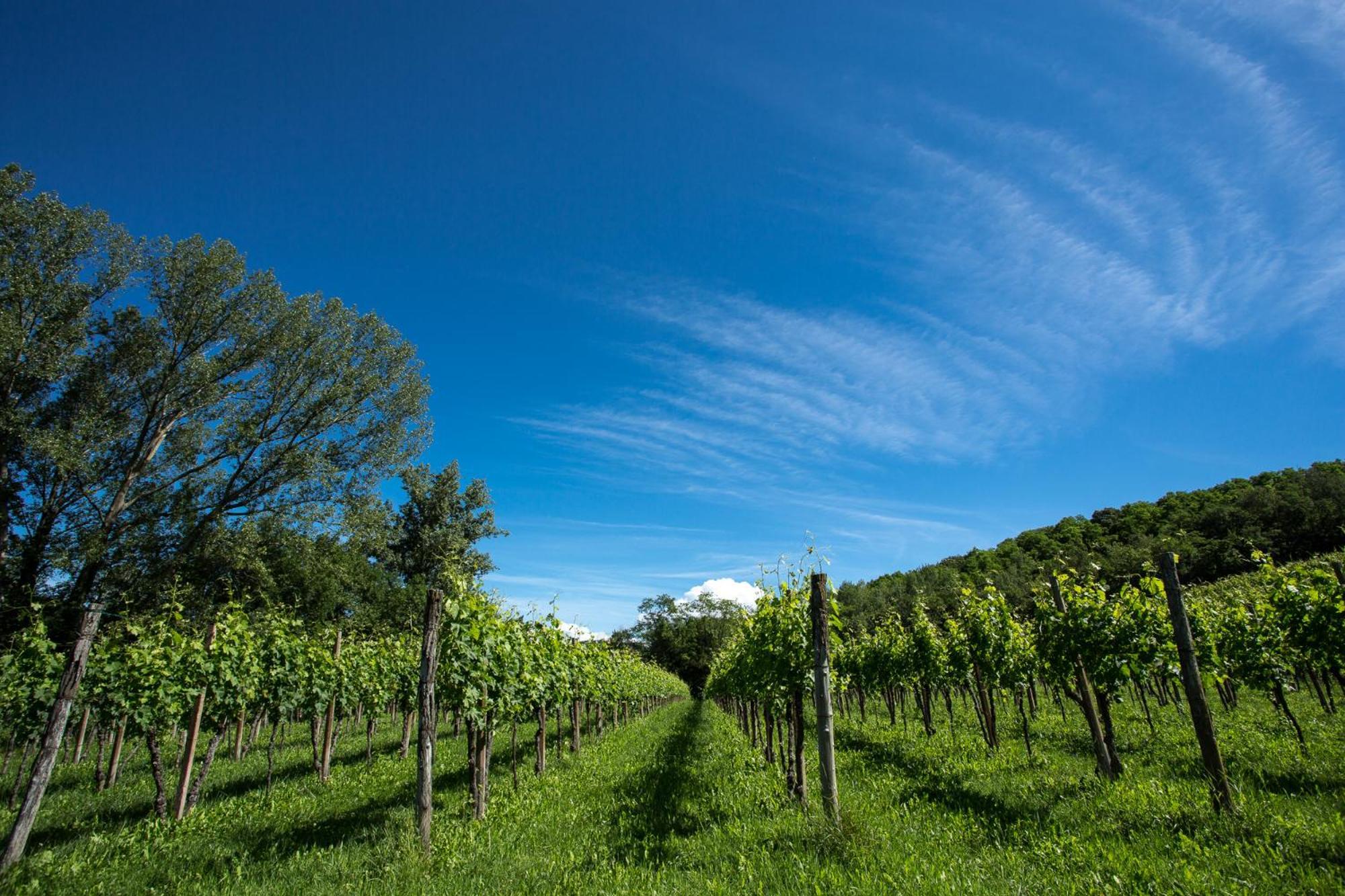 Azienda Agricola Moschioni Cividale del Friuli Exteriér fotografie